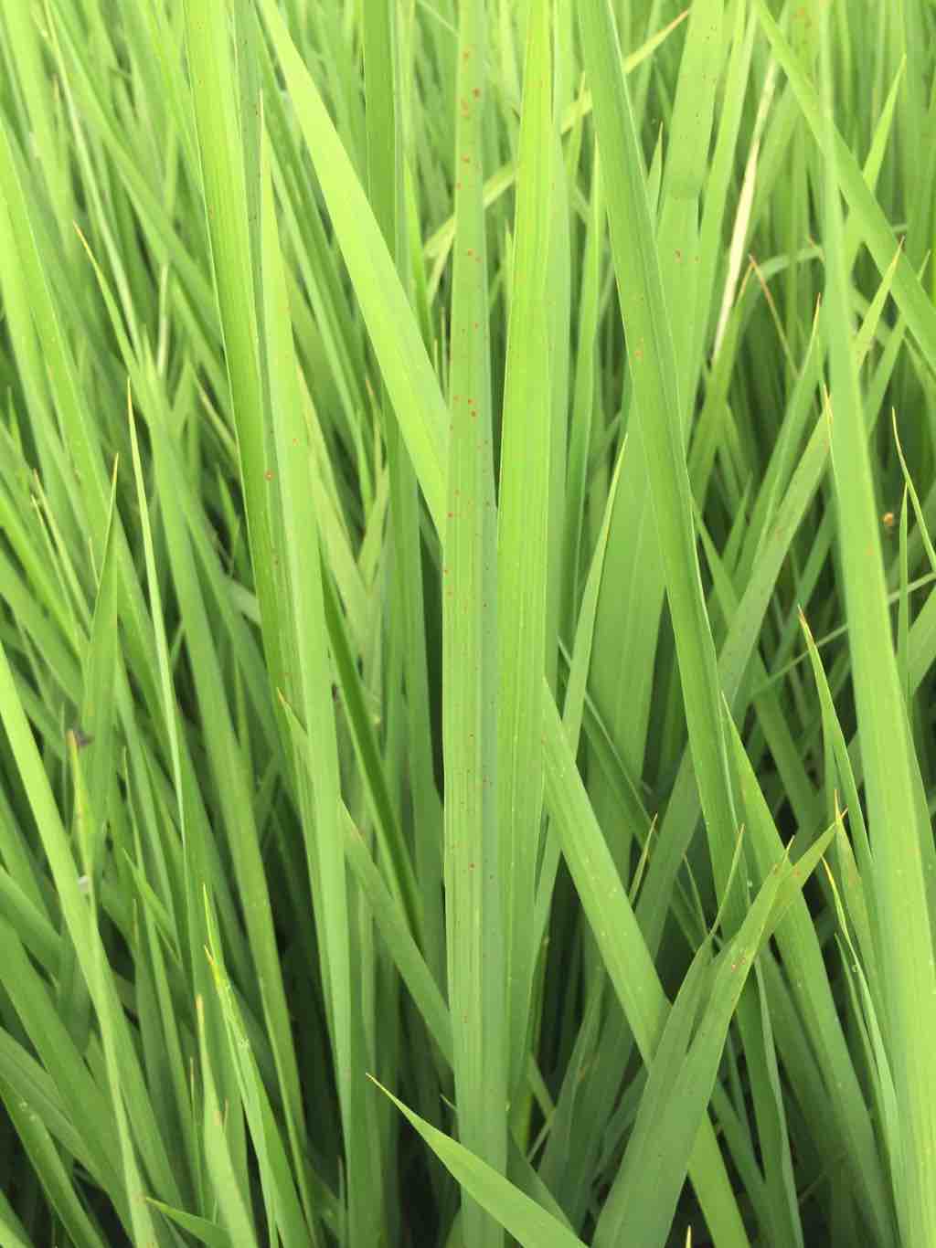 水稻单子叶图片
